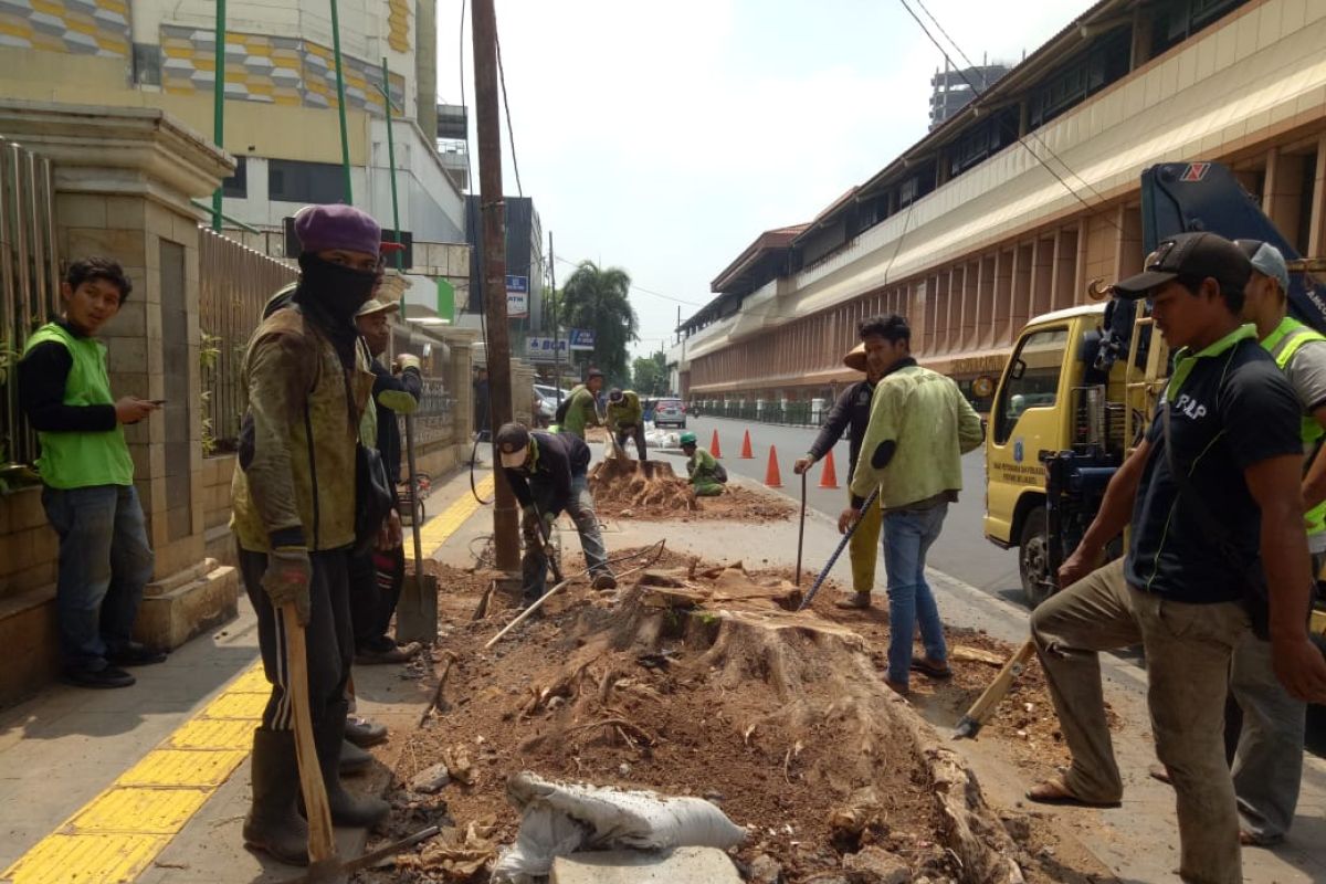 Penebangan pohon di trotoar langgar aturan