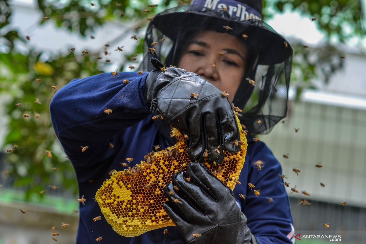 Panen madu di Lampung Timur jadi wisata edukasi