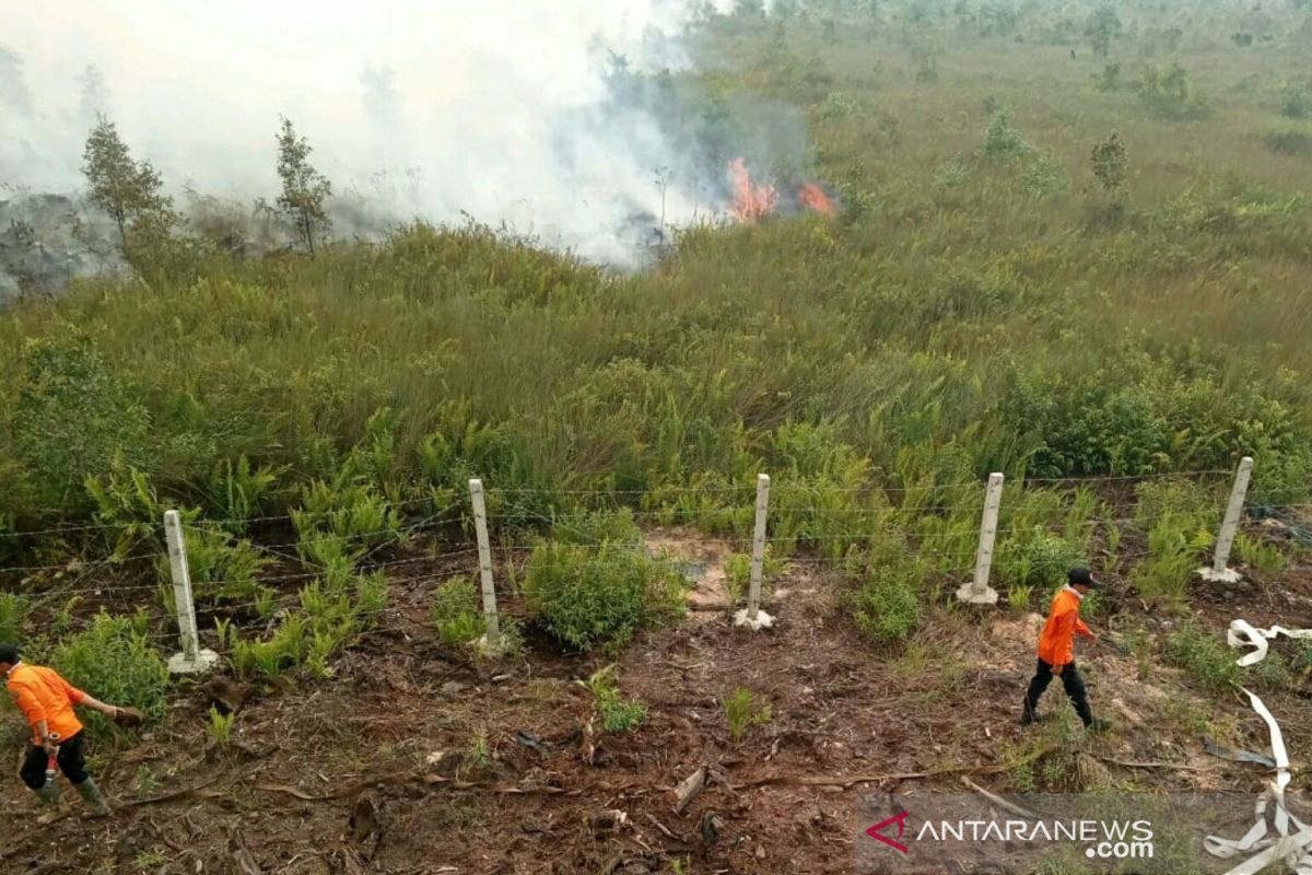 BPBD Sumsel : 255.904 hektare lahan terbakar akibat karhutla