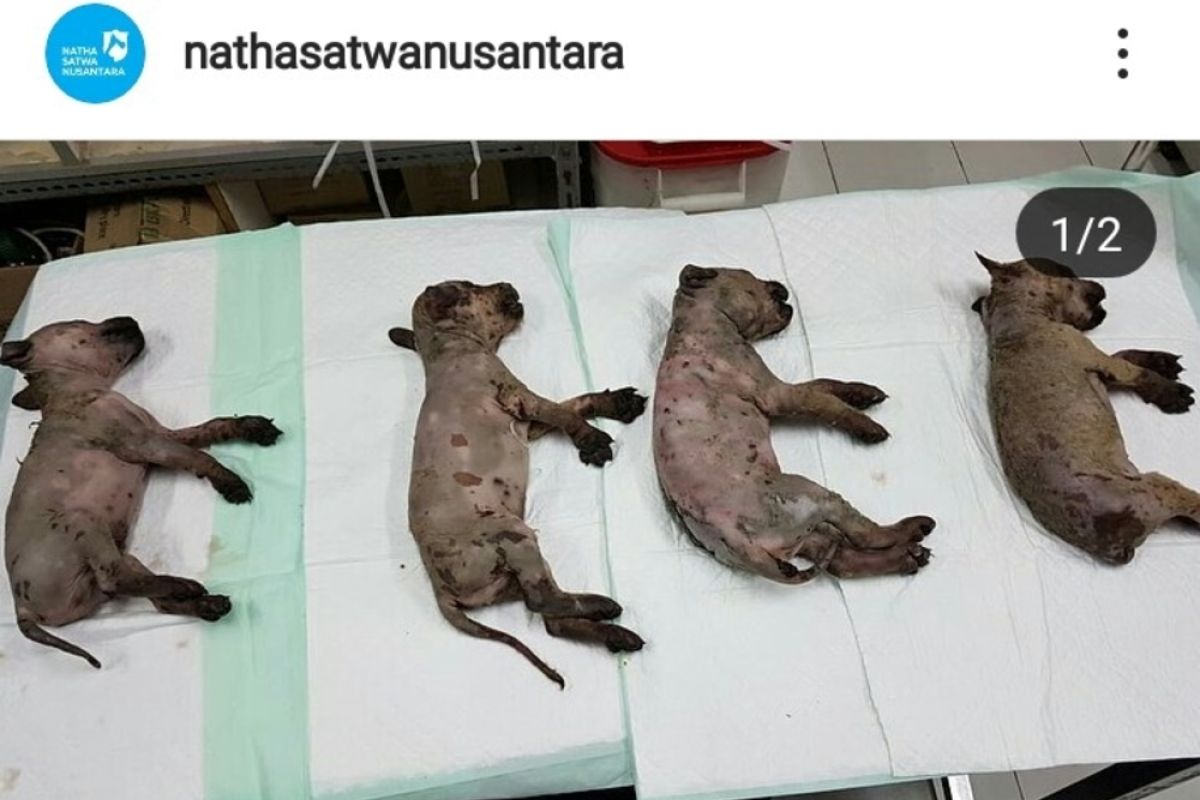 Enam anjing mati korban penyiraman air panas
