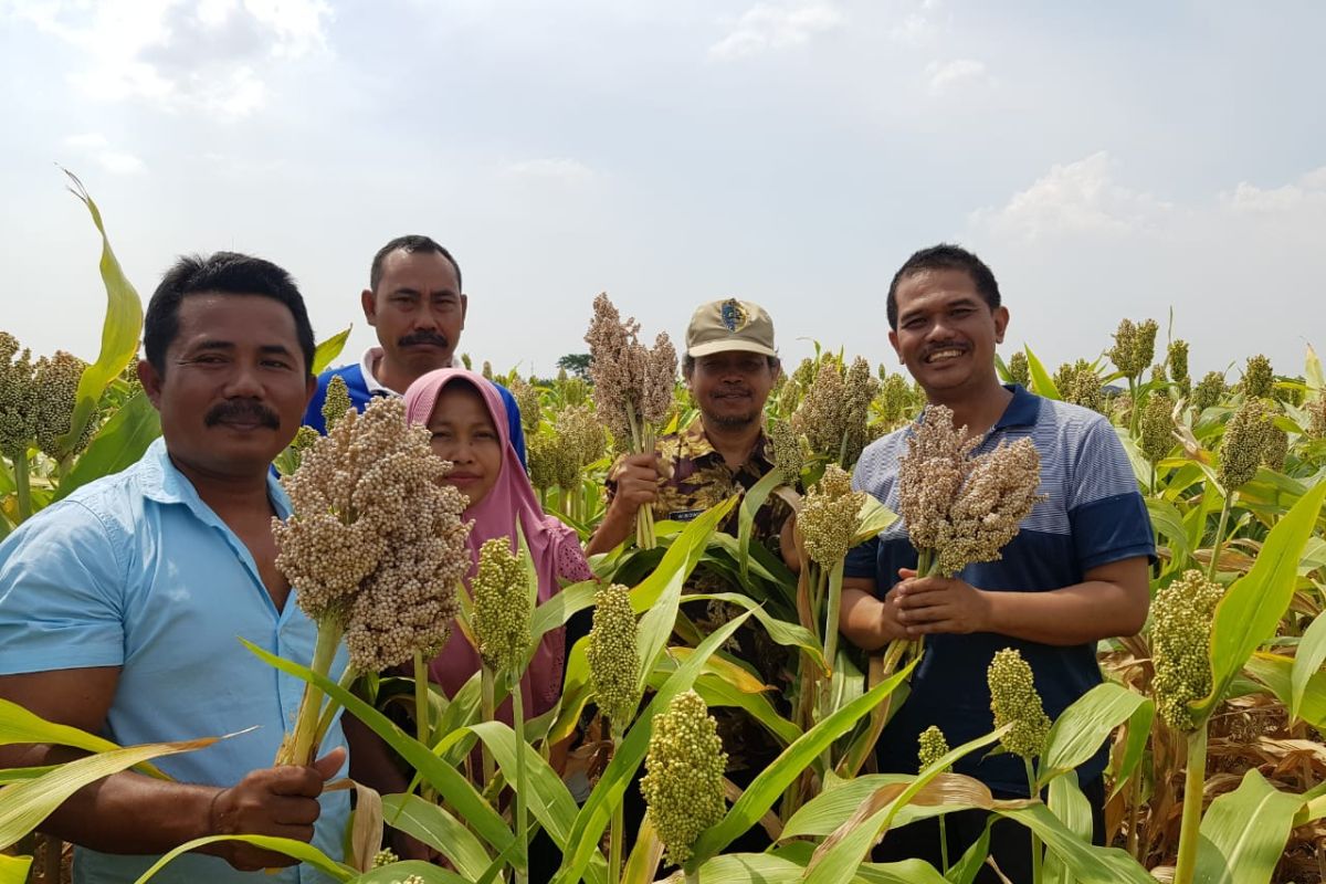 Saatnya kembali ke pangan lokal