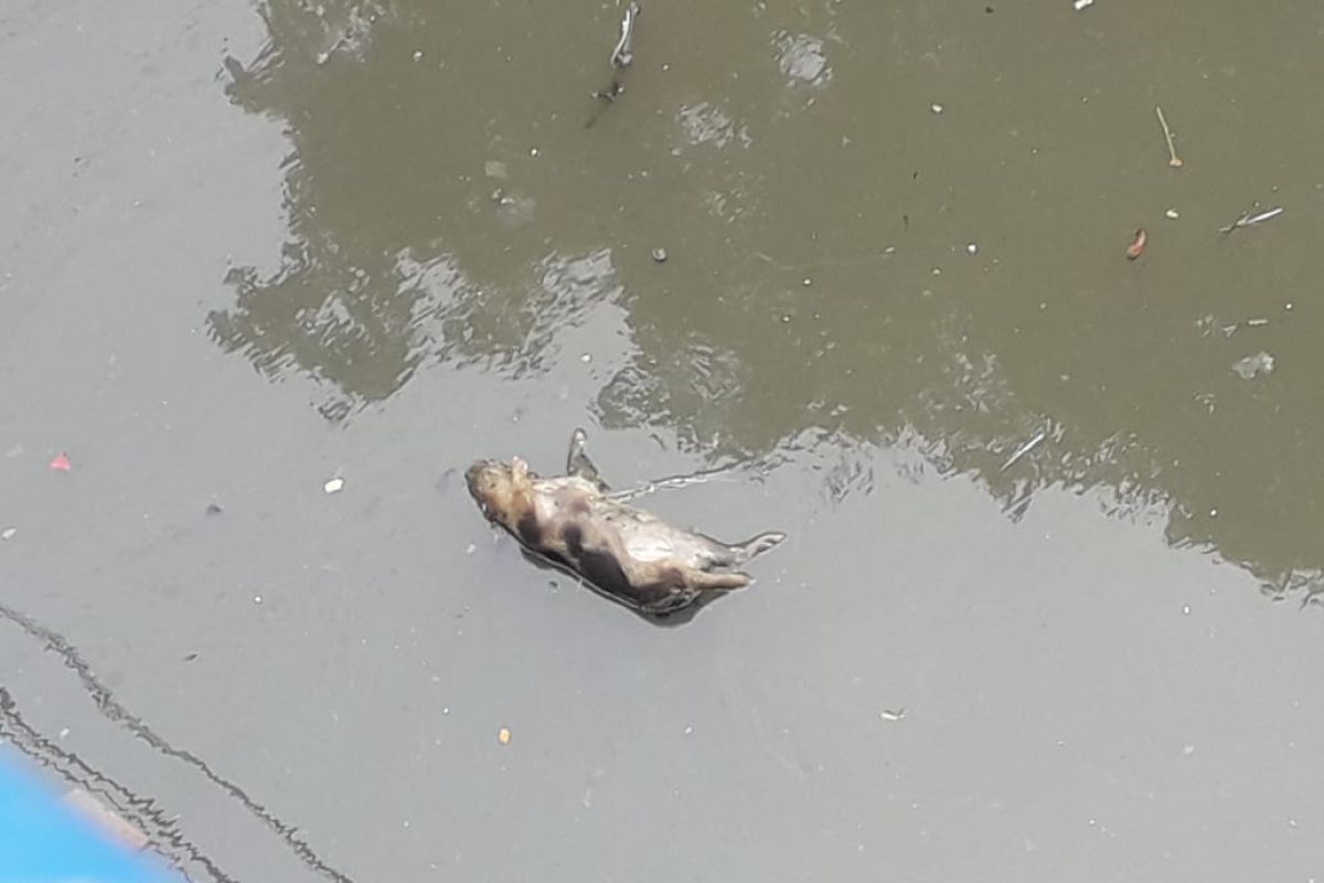 Puluhan bangkai babi mengambang  di Sungai Bederah Medan