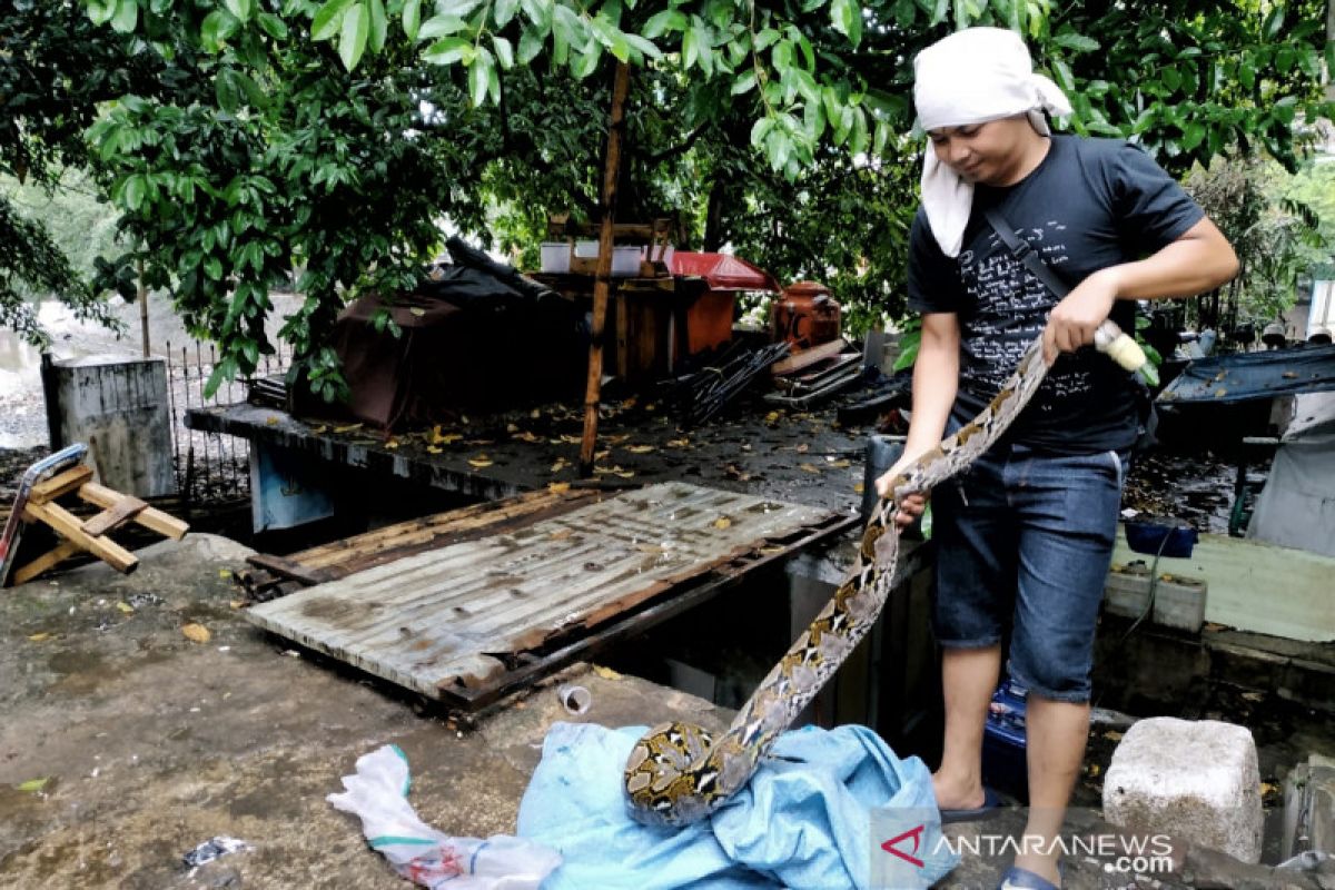 Warga menemukan ular piton saat hujan di Sungai Cikapundung Bandung