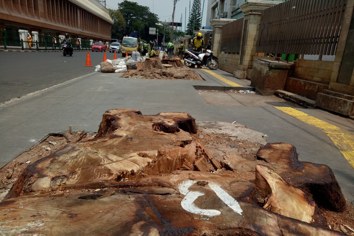 KPBB: Penebangan pohon di Cikini langgar komitmen Jakarta lindungi iklim