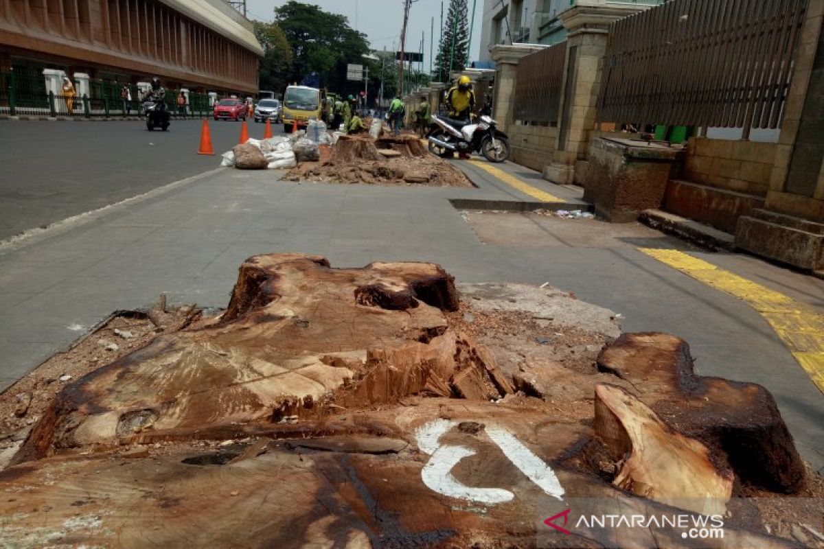 KPBB: Penebangan pohon Cikini langgar komitmen Jakarta lindungi iklim