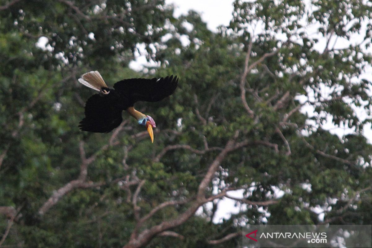 Pelaku industri perkebunan pertahankan kelestarian spesies endemik