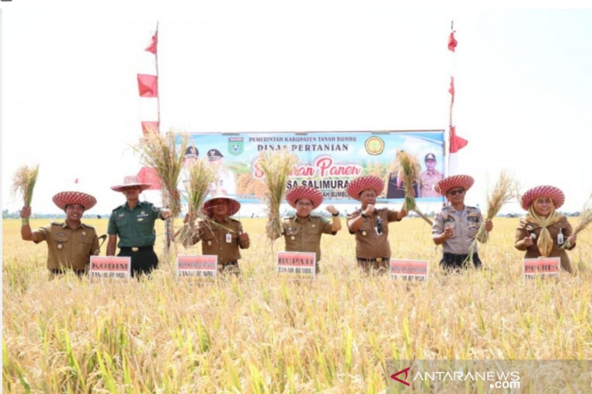 Tanah Bumbu panen padi 530 hektare saat musim kemarau