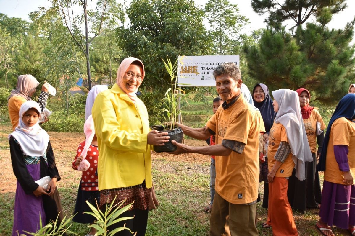 UI kenalkan budidaya tanaman rempah-rempah untuk tata lahan desa