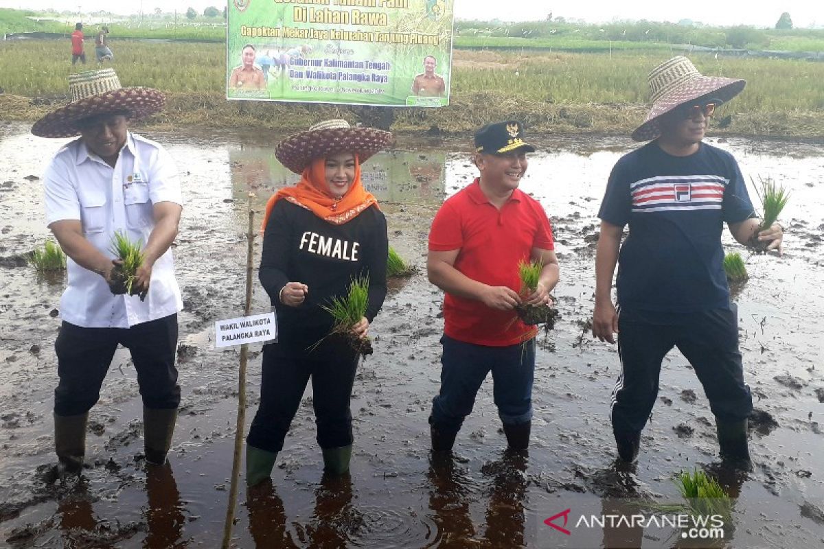 Aktivitas pertanian di lahan gambut, diyakini meminimalkan karhutla di Palangka Raya