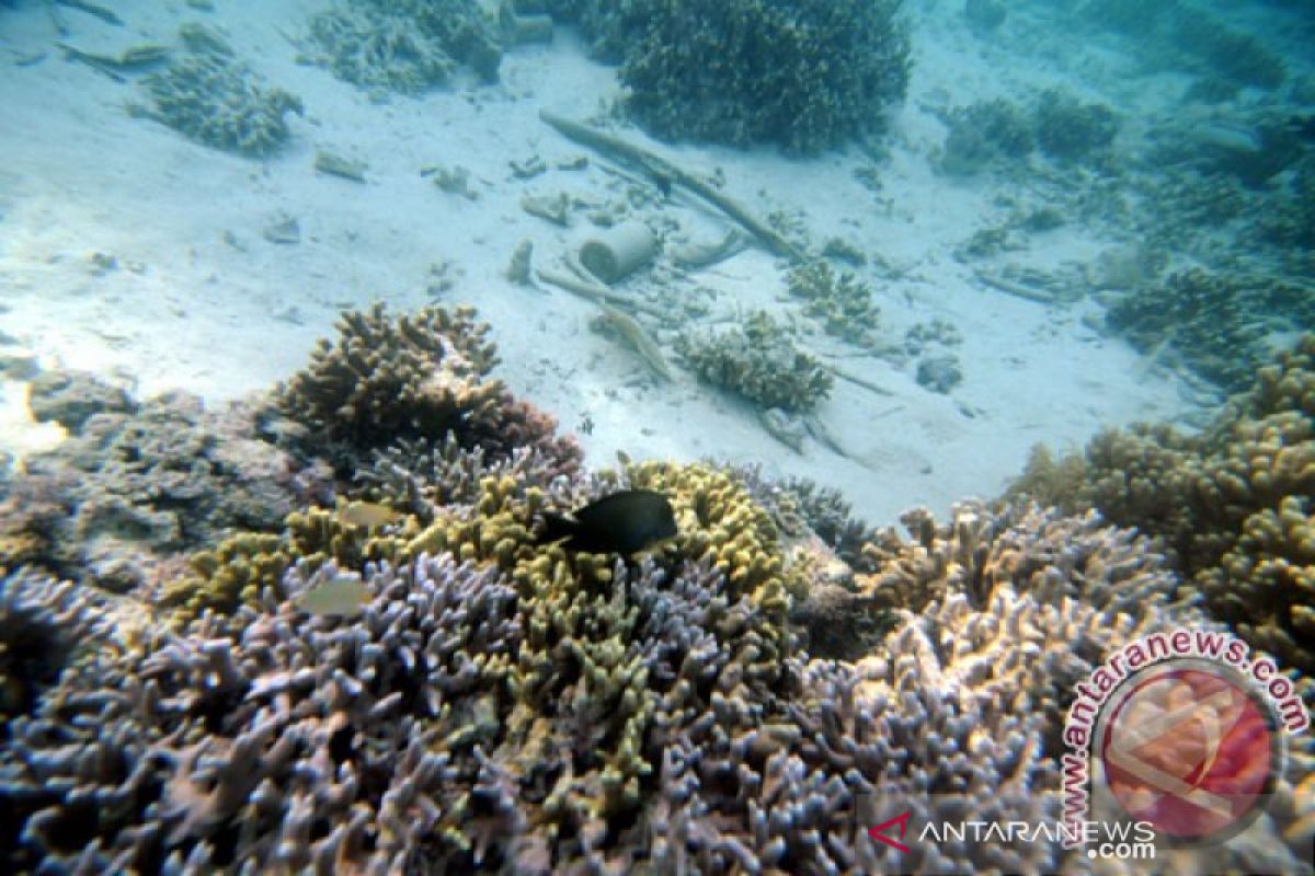 PT Monster Scuba bantah rusak terumbu karang