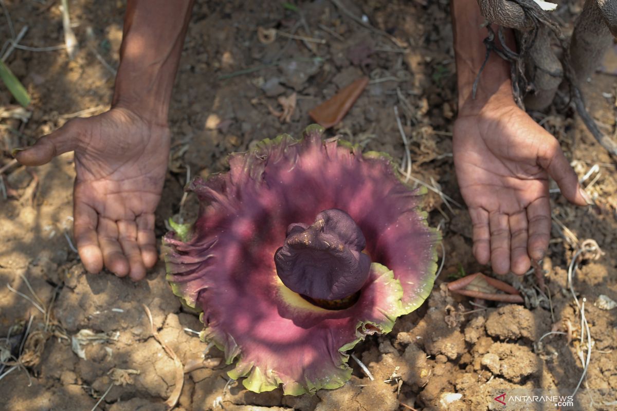 Bunga bangkai ditemukan tumbuh di pekarangan warga Banyumas