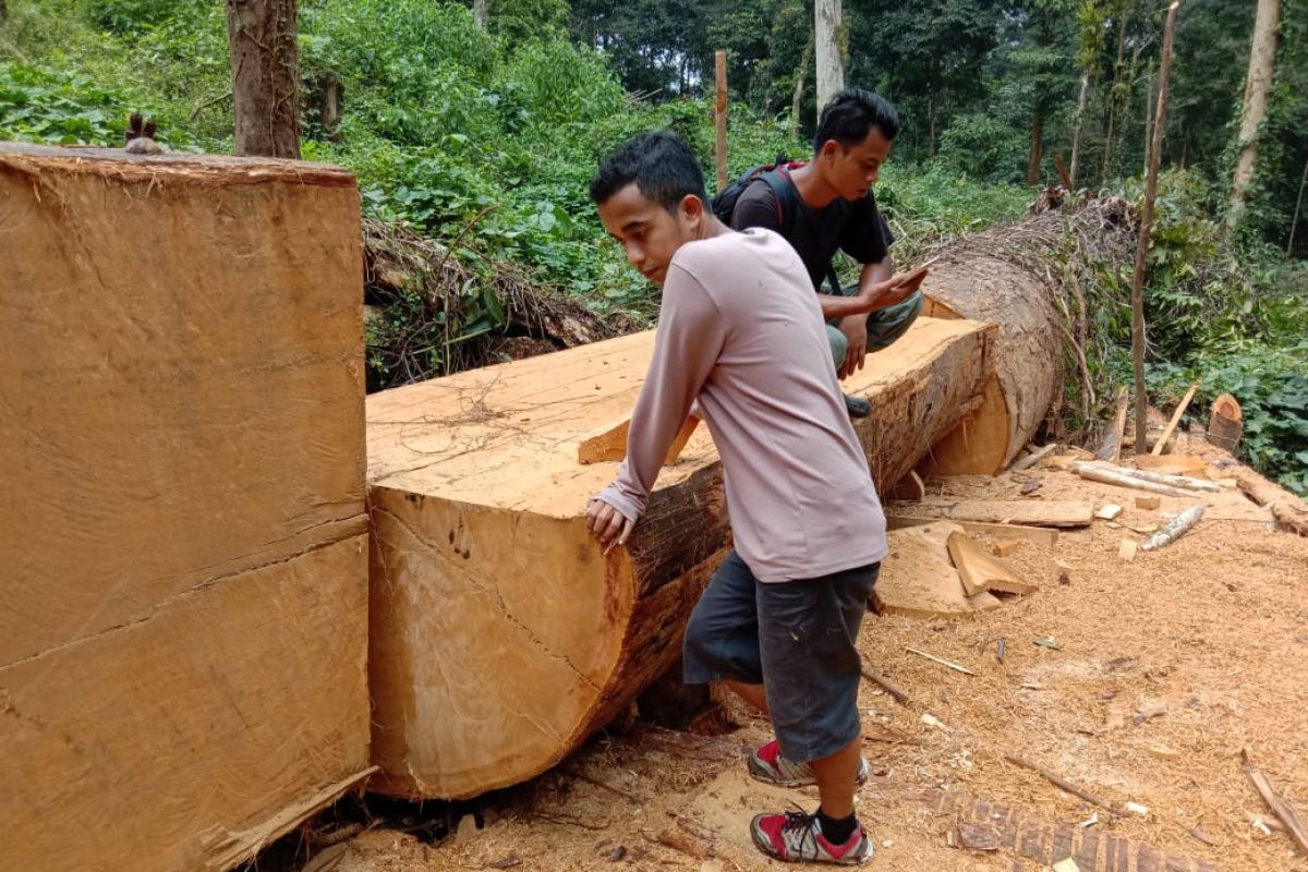 Polhut temukan kayu olahan bernilai ratusan juta rupiah di Hutan Lindung Gunung Talamau