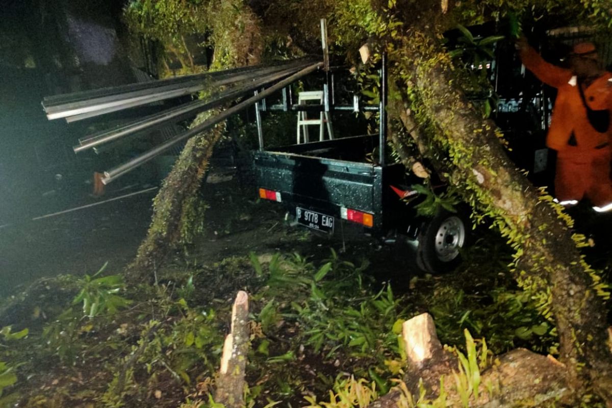 Akibat hujan, pohon tumbang timpa sejumlah mobil