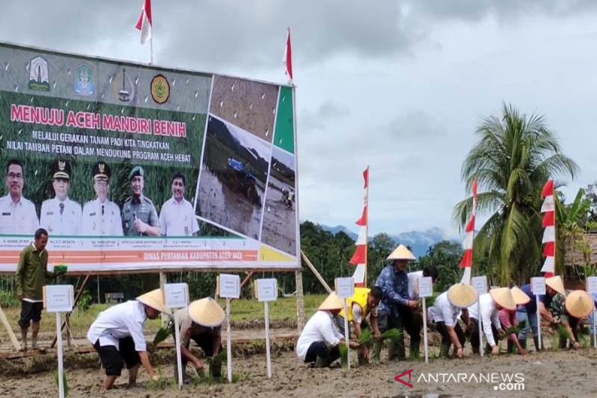 Aceh Jaya diharapkan jadi penyuplai benih padi di barat - selatan
