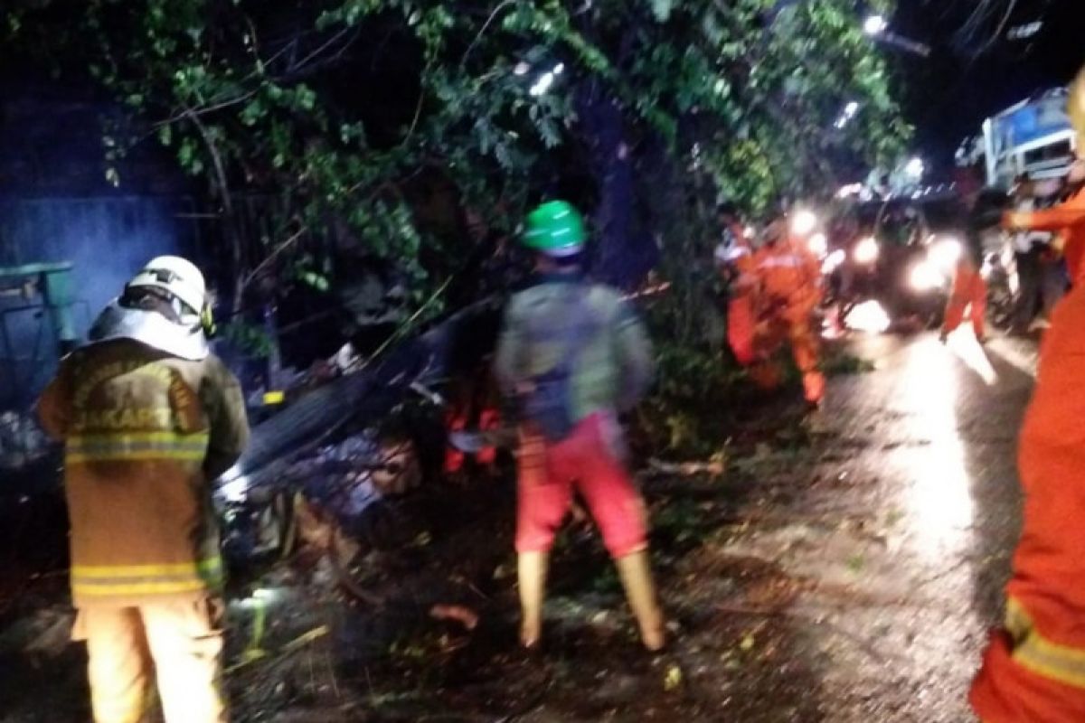 Pohon tumbang timpa rumah dan kabel listrik di Jaktim