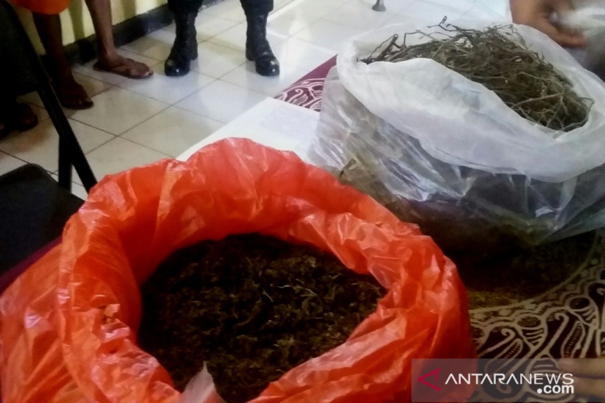 Polres Jembrana tangkap komplotan pengestrak ganja