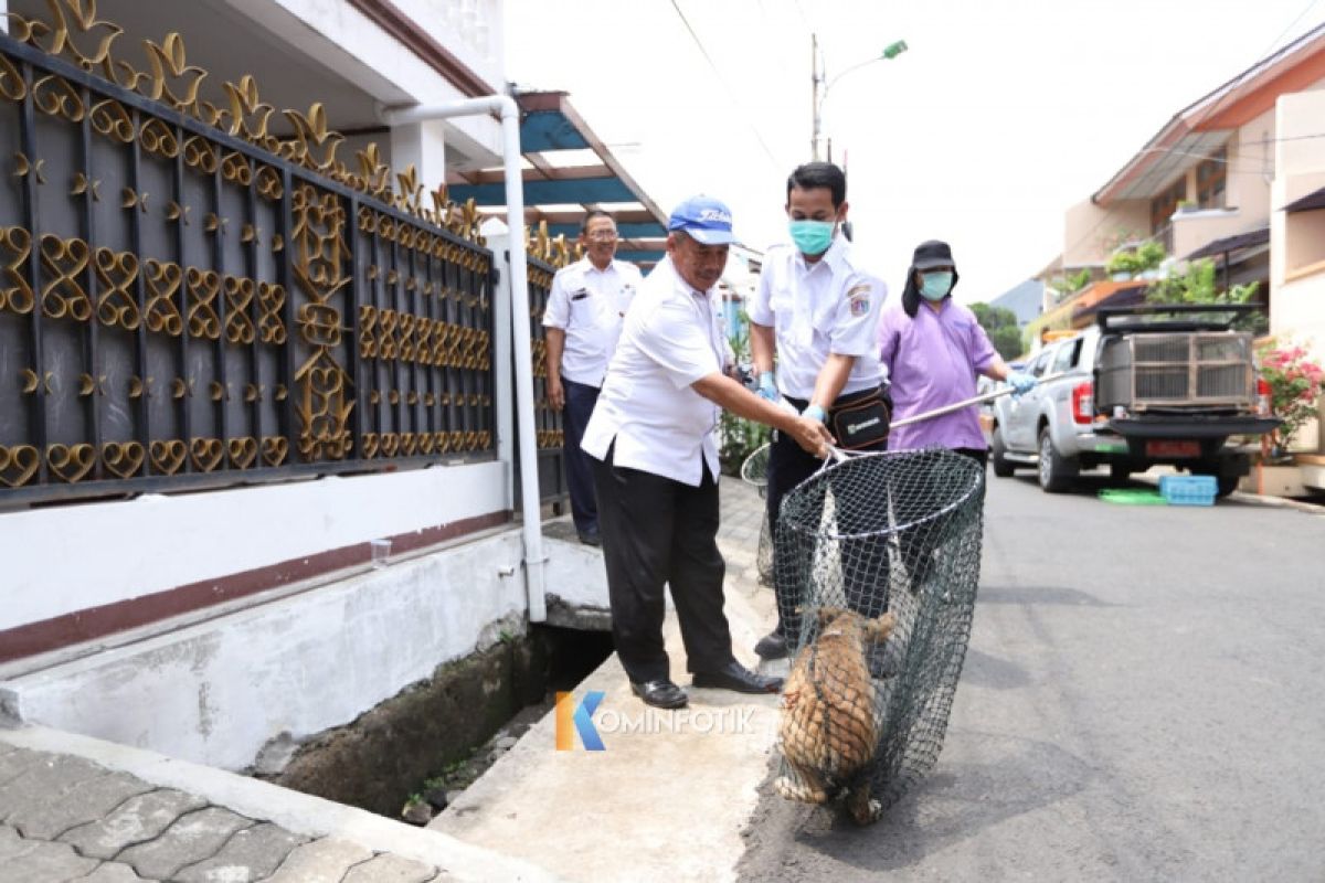 Dua dari delapan anjing yang meresahkan warga Klender telah ditangkap