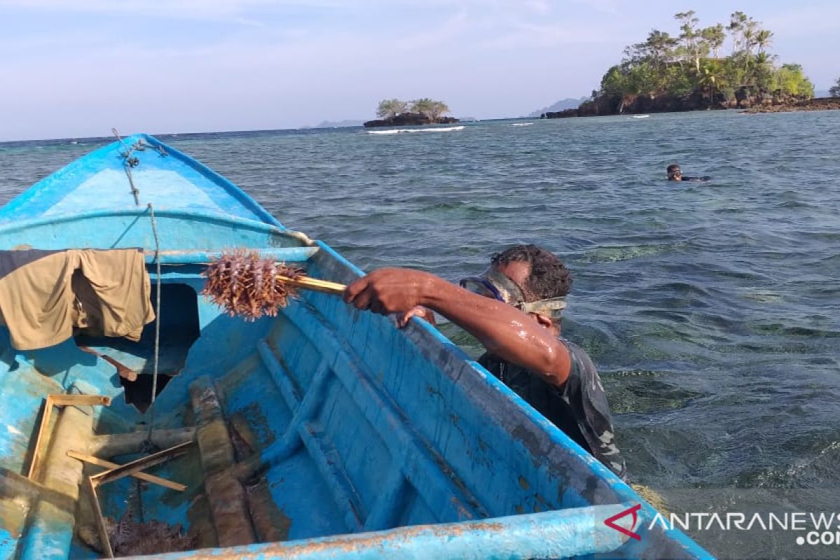 HPI Raja Ampat musnahkan 120 bintang laut berduri