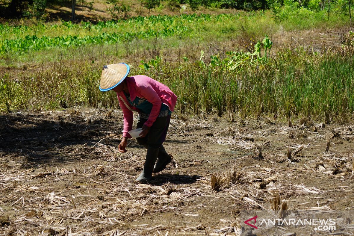 Lima kawasan transmigrasi Gorontalo jadi prioritas nasional