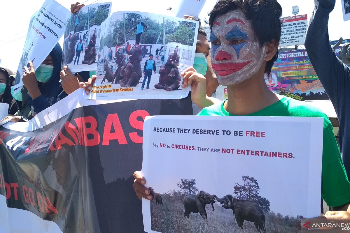 Aktivis antisirkus hewan minta stop eksploitasi gajah pada festival Way Kambas