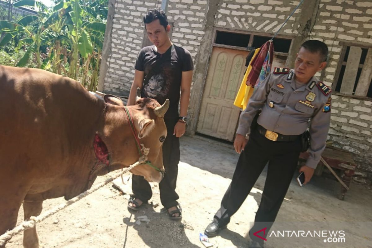 Polisi Sampang gagalkan pencurian sapi