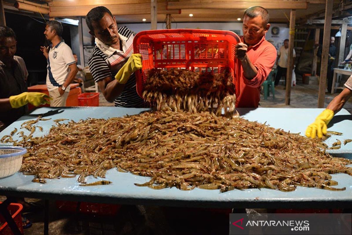 Panen udang vaname hasil budi daya