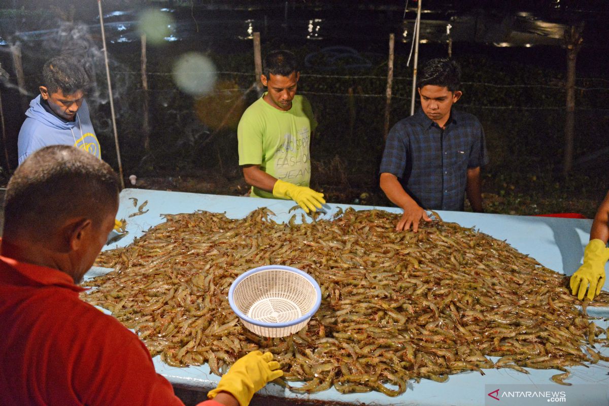 Pelaku usaha apresiasi KKP fokus kembangkan komoditas udang