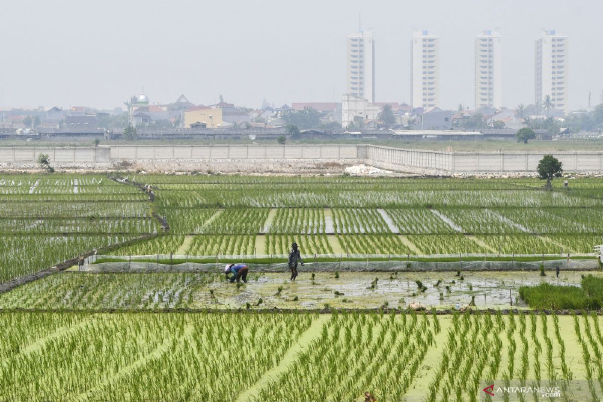 Puncak produksi padi Jakarta sepanjang 2020 terjadi pada Agustus