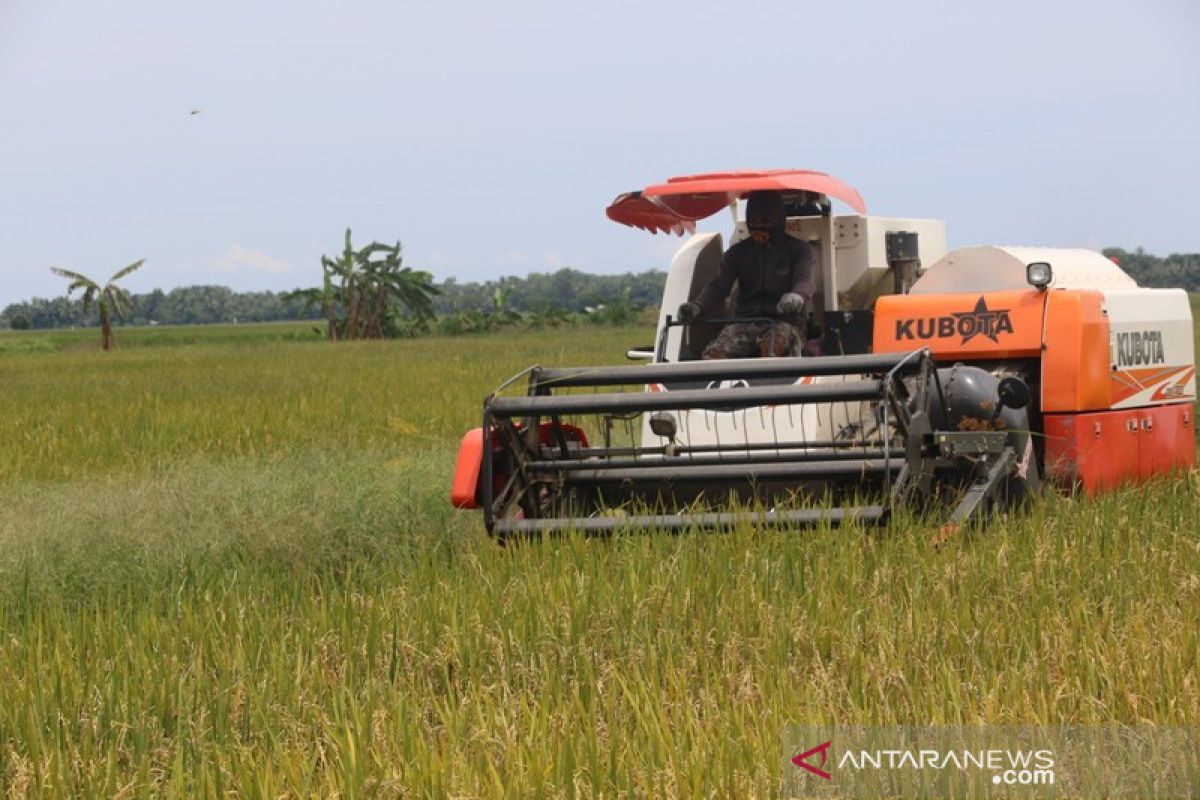 Penajam dapat bantuan benih padi untuk 3.500 hektare