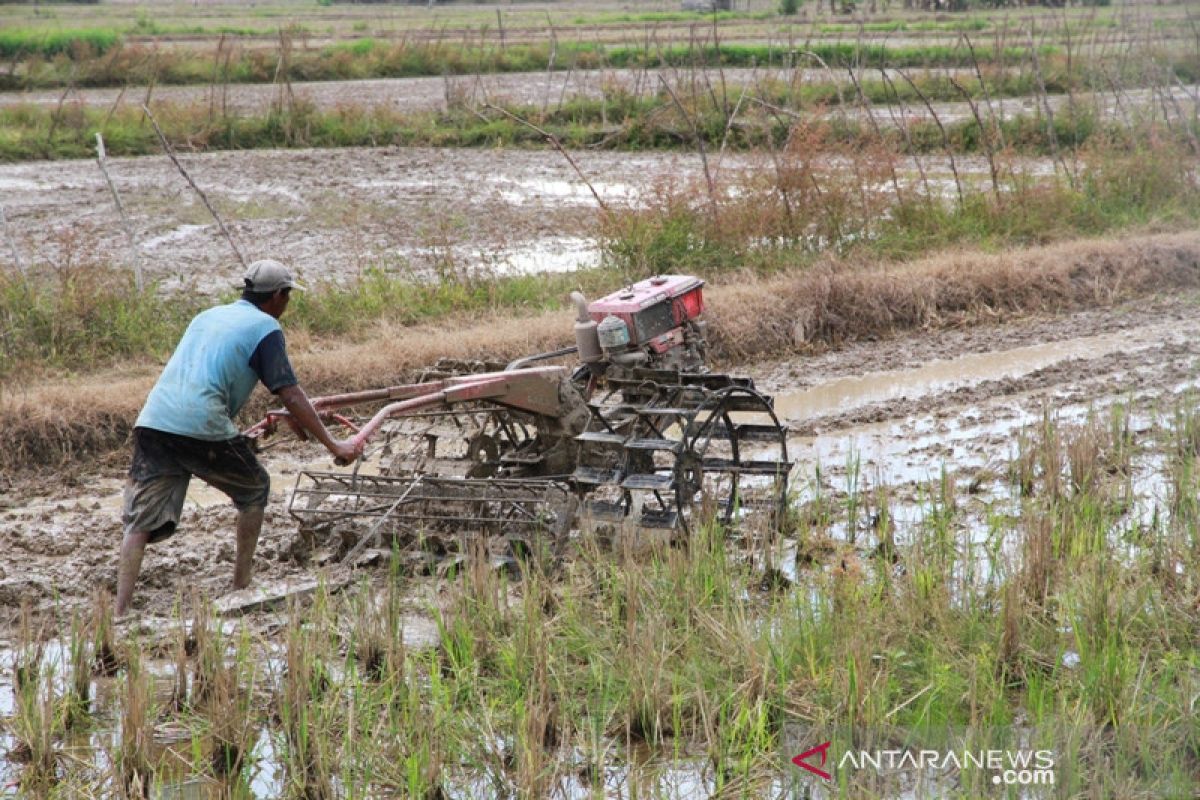 Lahan Pertanian Kaltim Dukung Pemenuhan Pangan IKN