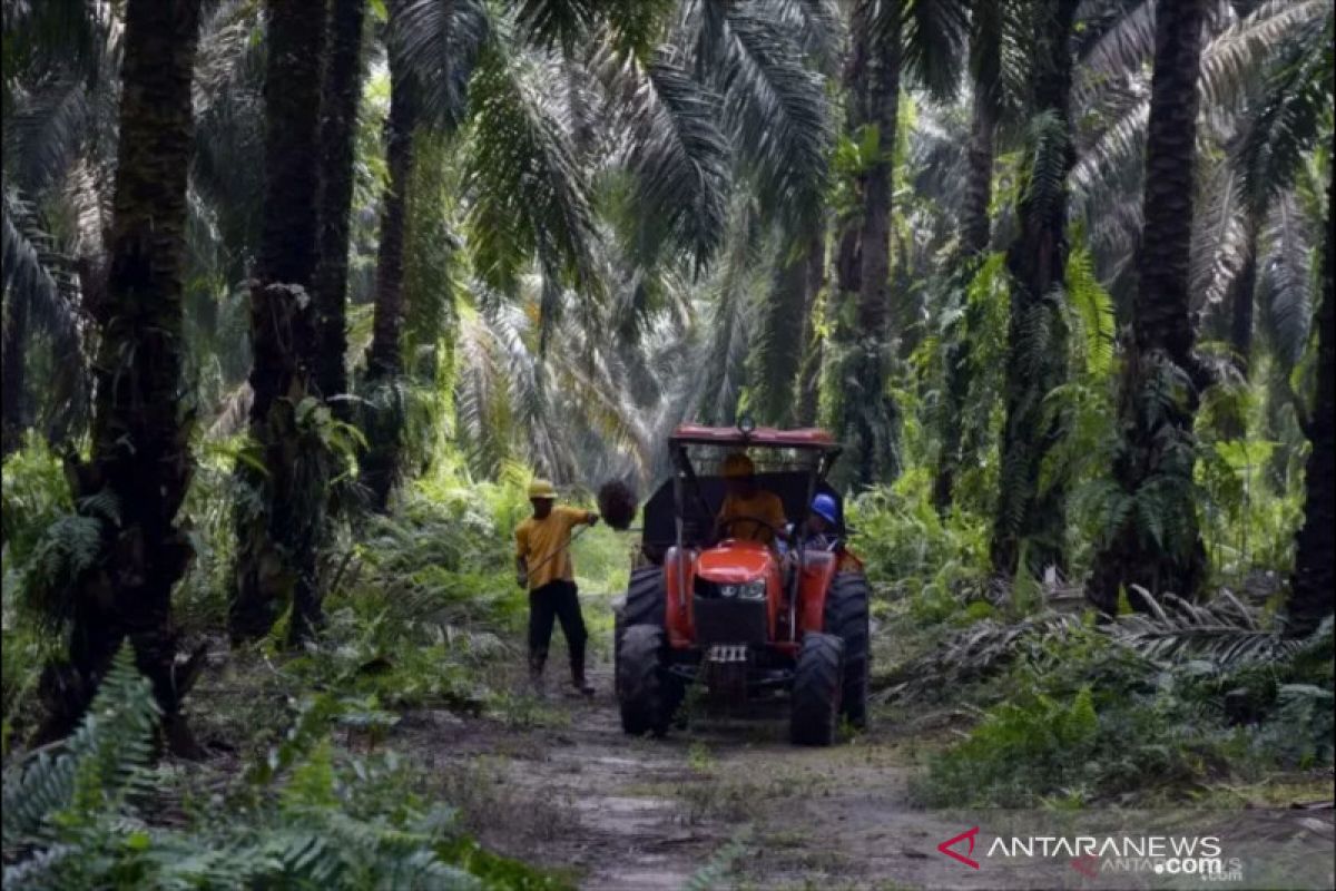 PTPN V targetkan sertifikasi ISCC untuk seluruh unit pabrik