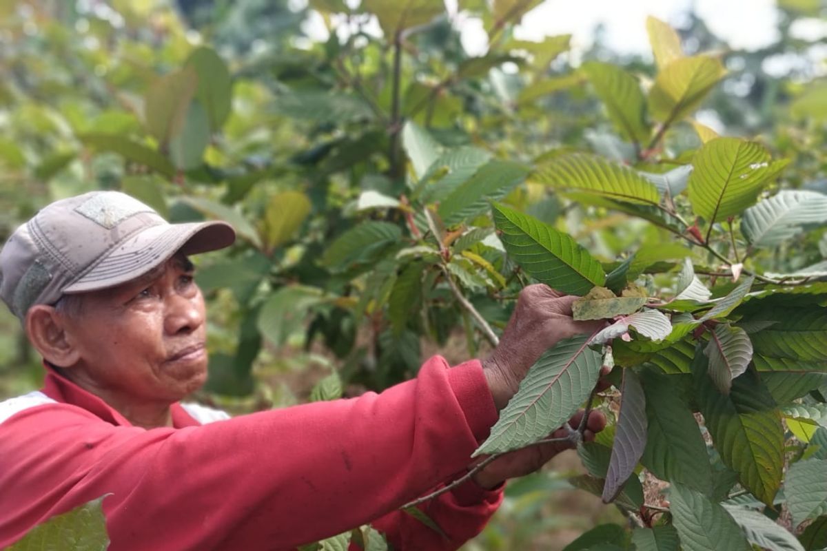 Kratom resmi dilarang BNN, petani minta solusi ke Presiden