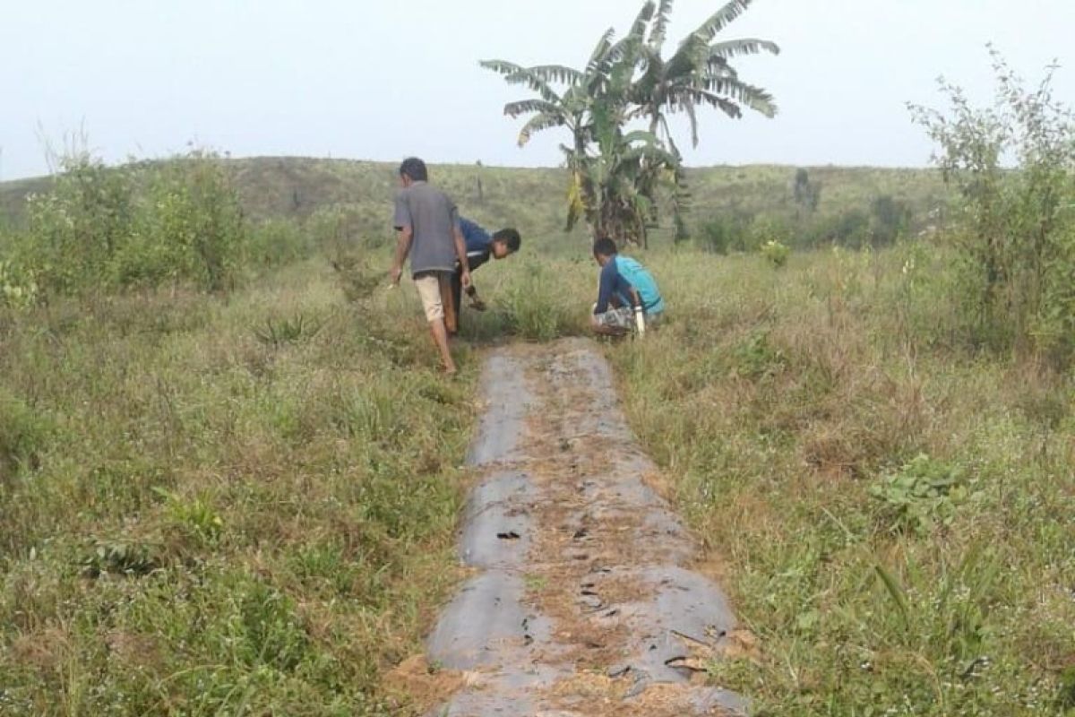 Petani Kutai Kertanegara budi daya Nilam