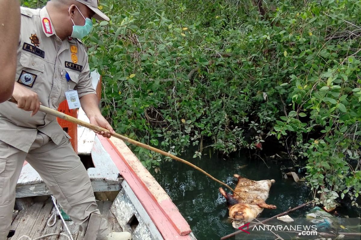 Terkait bangkai babi, Dinkes Medan imbau warga tak gunakan air sungai