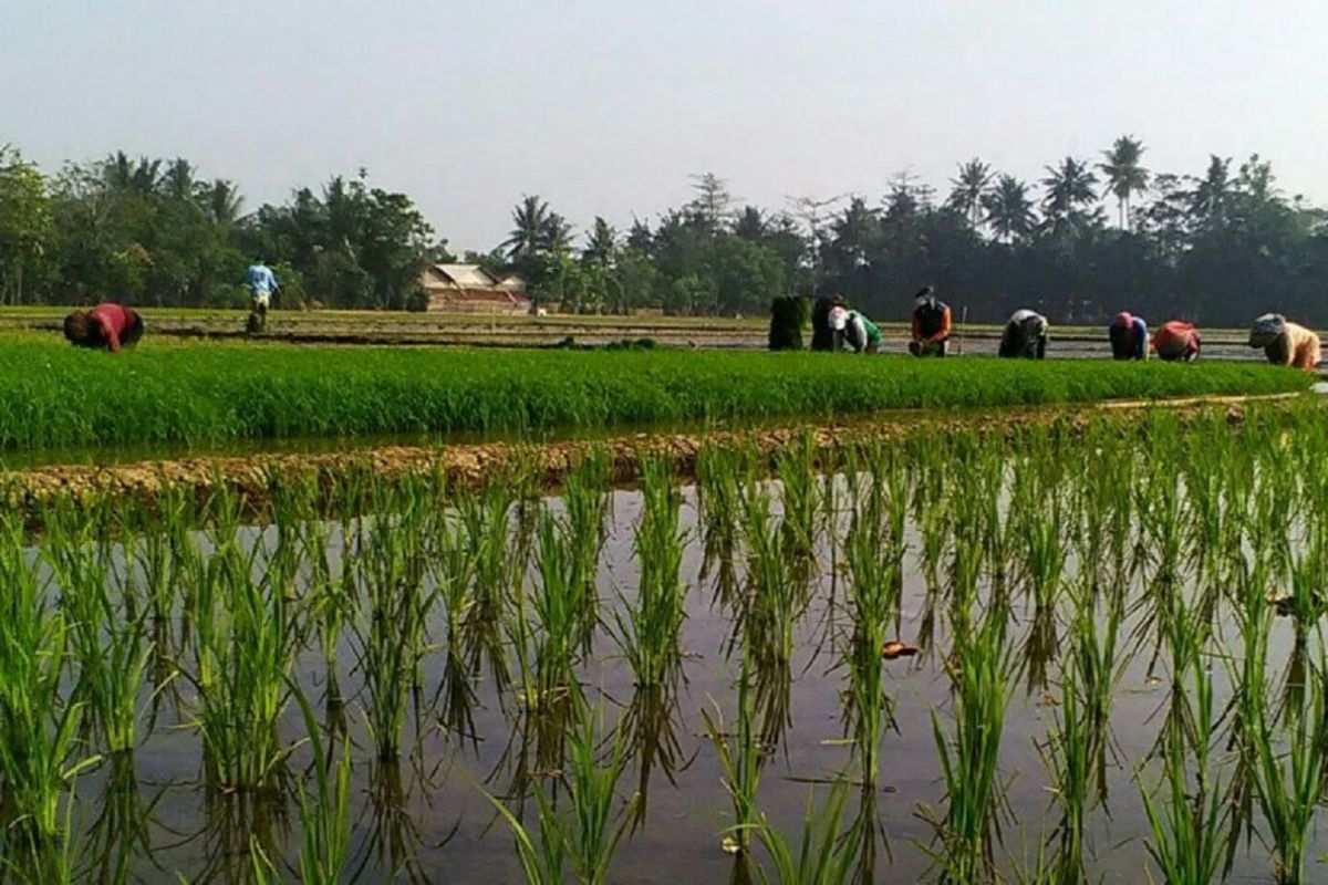 Peneliti: Harga beras akan diperburuk tingginya tarif impor
