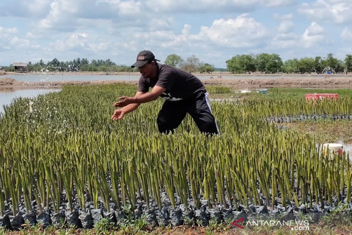 Pecinta lingkungan tanam 20 ribu bibit bakau di Aceh Timur