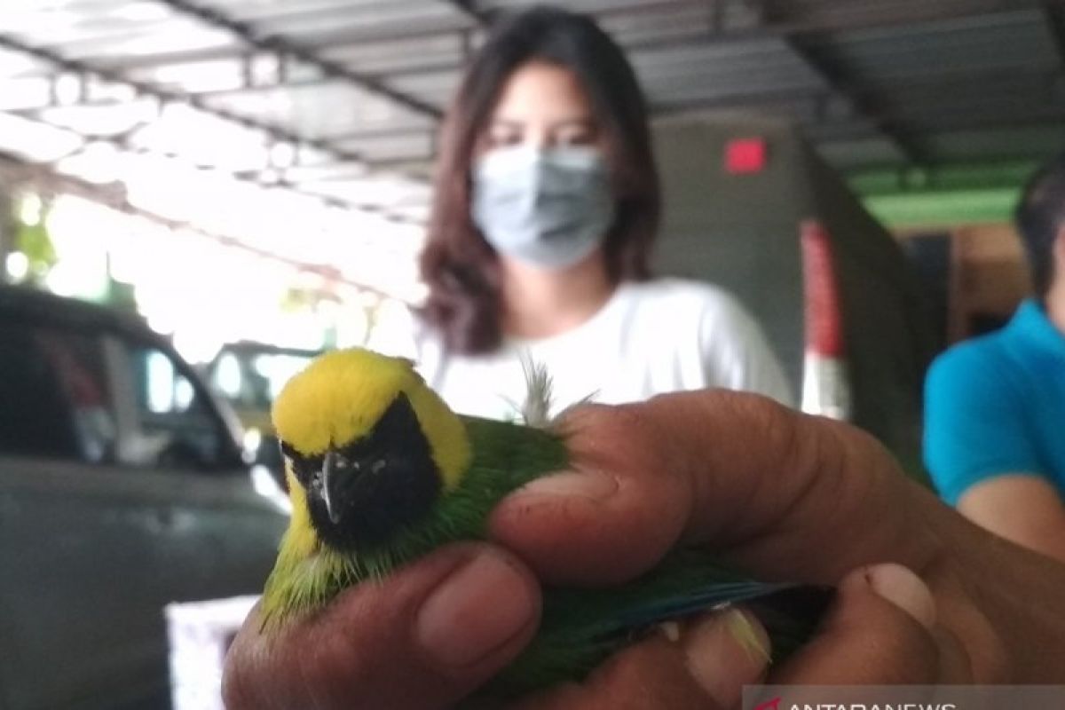 Ribuan ekor burung tanpa dokumen disita