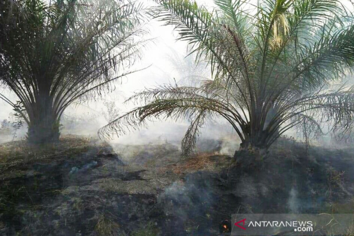 Ratusan hektare kebun karet dan sawit di Mesuji terbakar