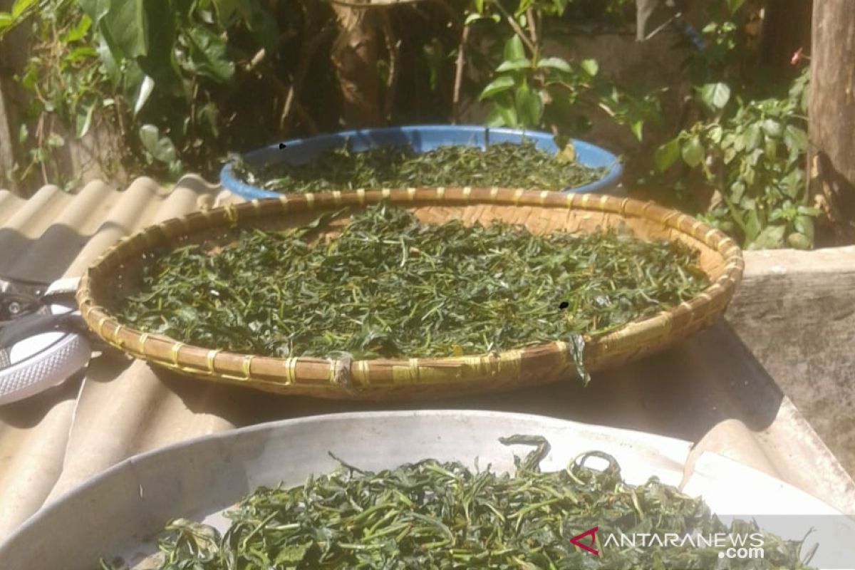 Petani teh Purwakarta didorong hasilkan produk berkualitas