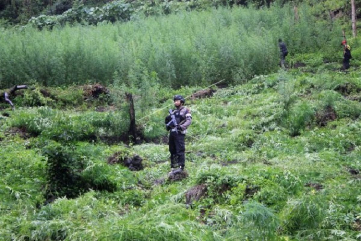 Seorang bandar besar ganja tewas ditembak terungkap mantan GAM