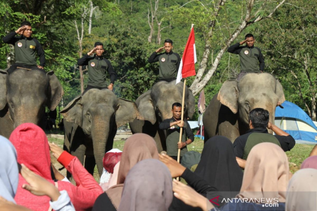 Gajah sumatera ada di antara peserta upacara Hari Pahlawan di Aceh Jaya