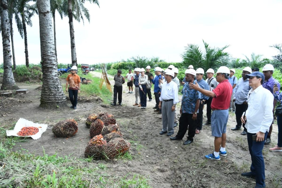 Pengelolaan kelapa sawit lestari   jadi inspirasi bina damai