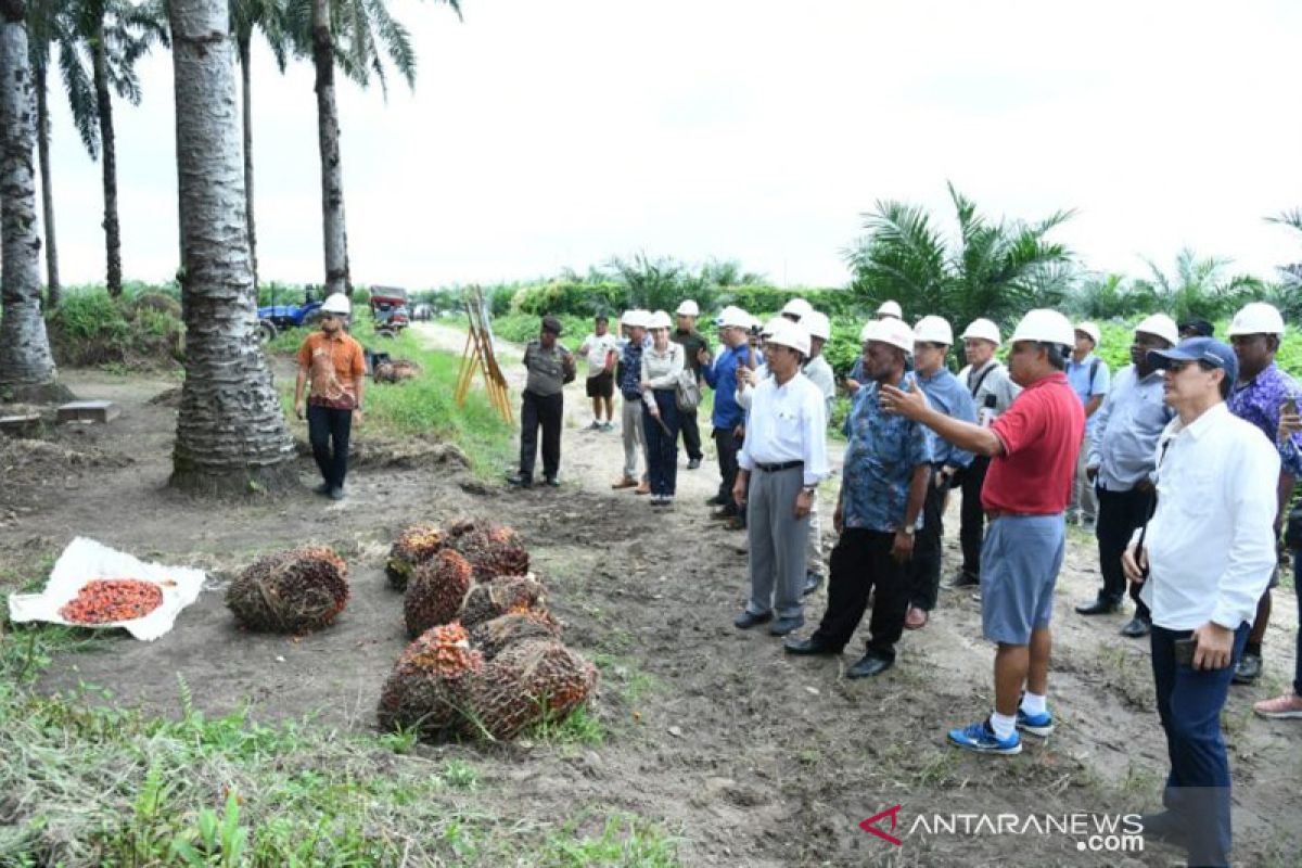 Pengelolaan kelapa sawit lestari jadi inspirasi bina damai