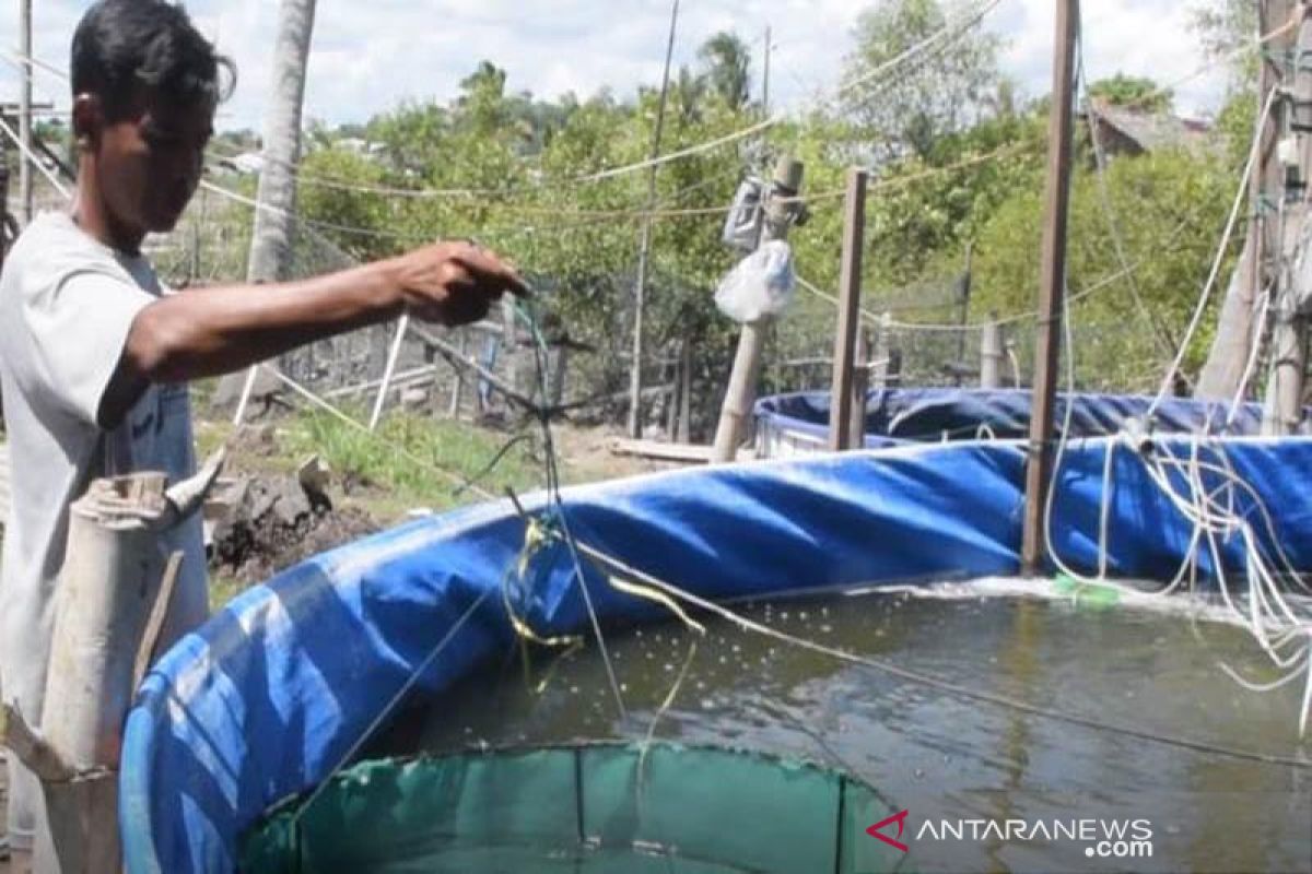 Produksi perikanan budi daya di Aceh Timur capai 14.257 ton per tahun