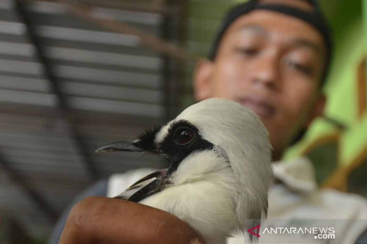 KSKP Bakauheni kembali gagalkan penyelundupan 3092 burung liar ilegal