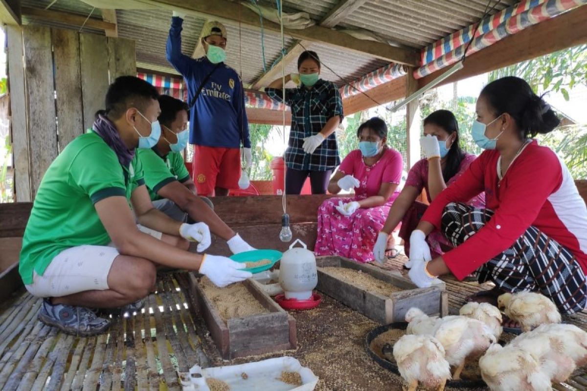 Peternak ayam Desa Jahitan merasa terbantu oleh PT GBSM