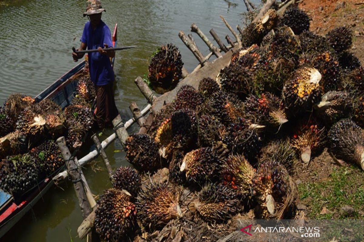 Harga sawit di Abdya terus membaik tembus Rp1.000/Kg