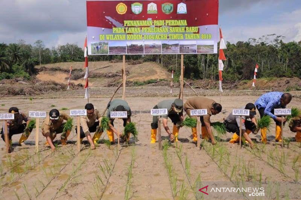 Kodim Aceh Timur tanam perdana 100 hektare padi di lokasi sawah baru