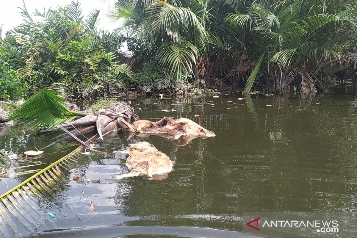 Ratusan bangkai Babi di Danau Siombak dievakuasi