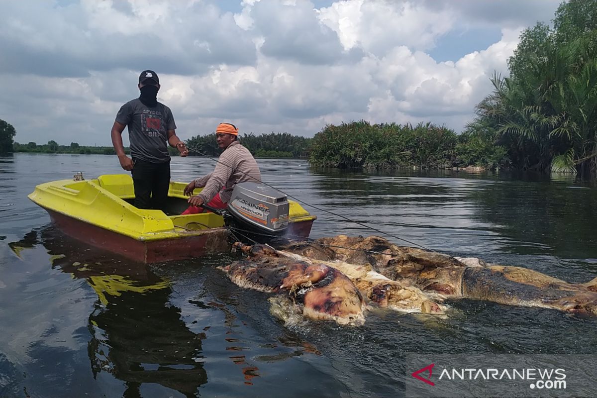 Ratusan bangkai babi di Danau Siombak dievakuasi